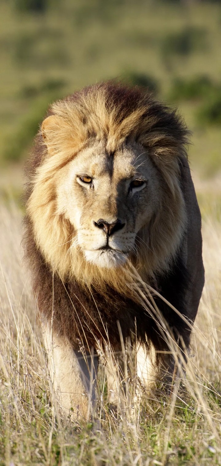 lion