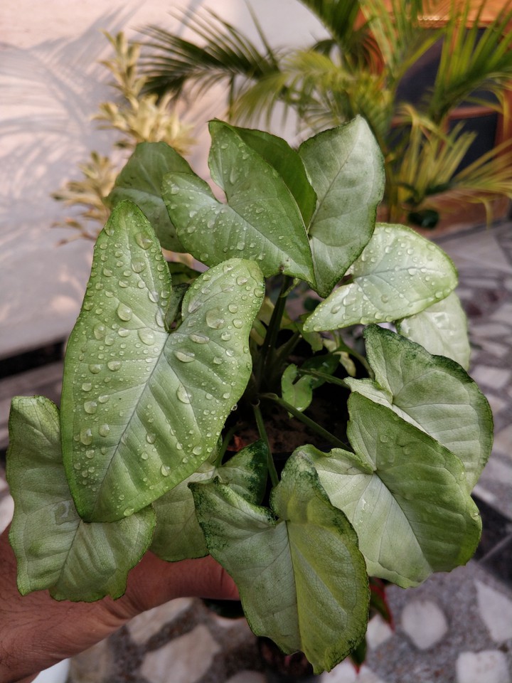 Money Plant