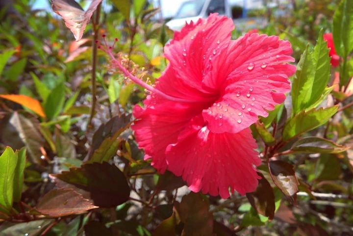 flower