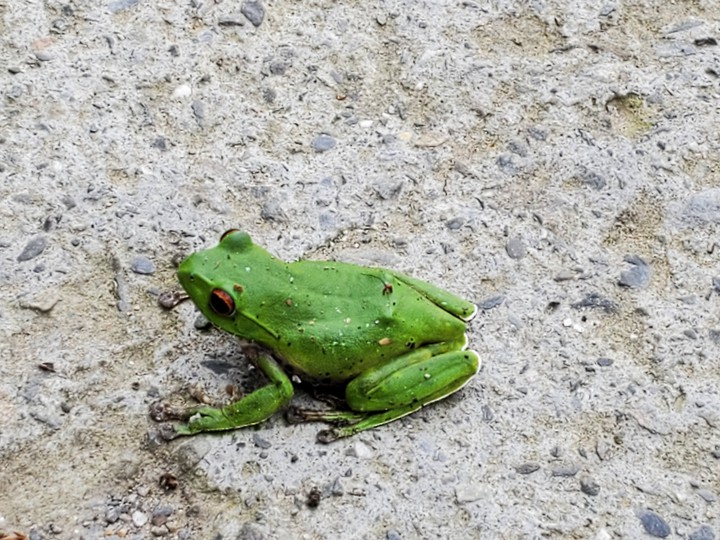 Frog