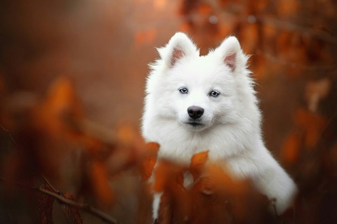 обои canidae, samoyed