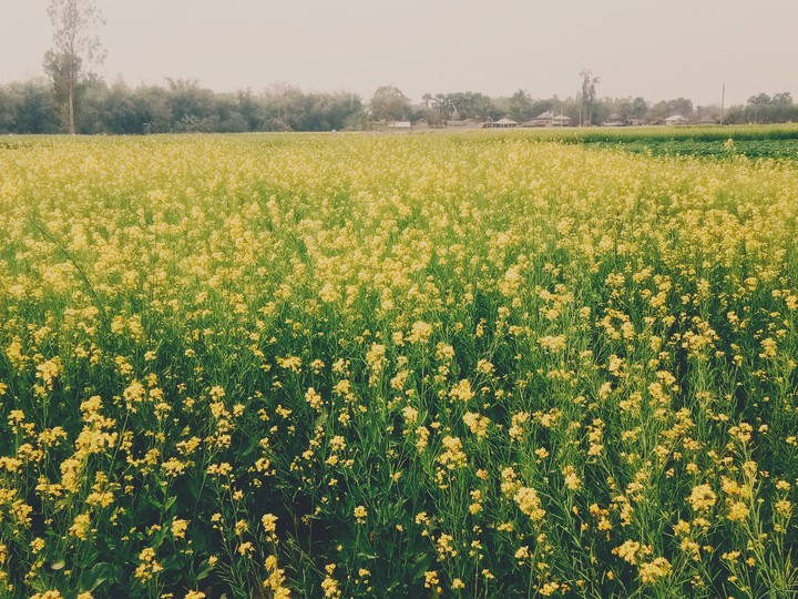 Nature 1