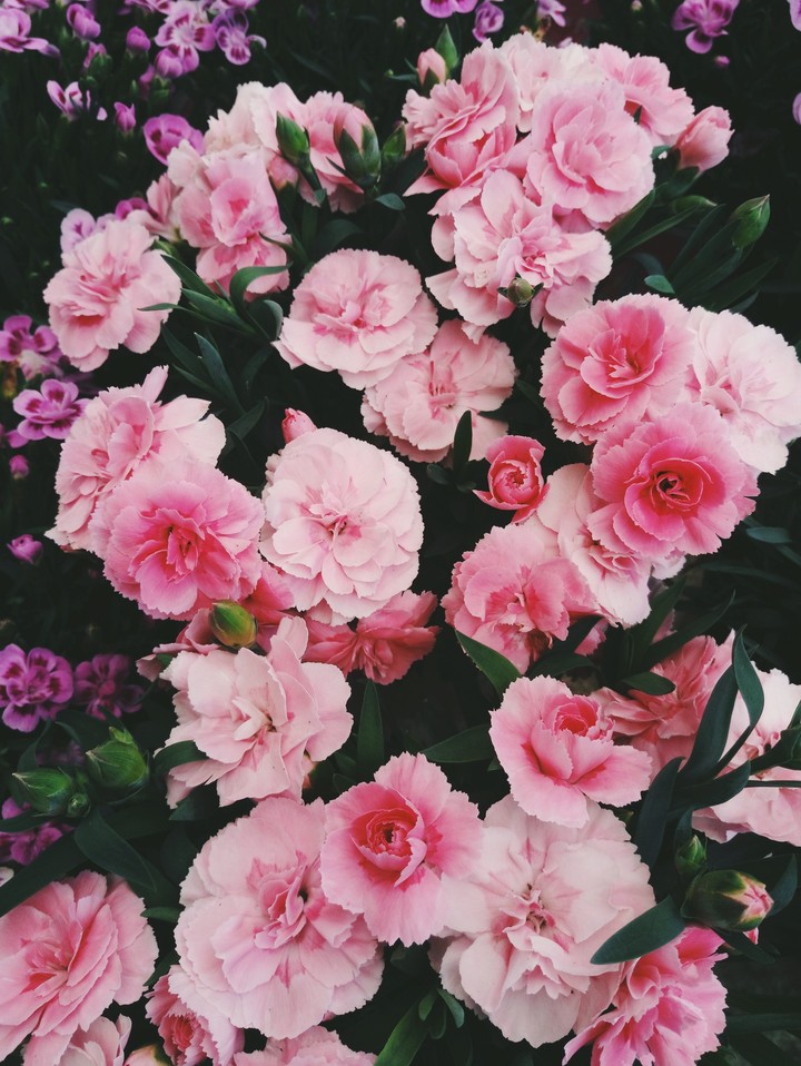 fleurs rose