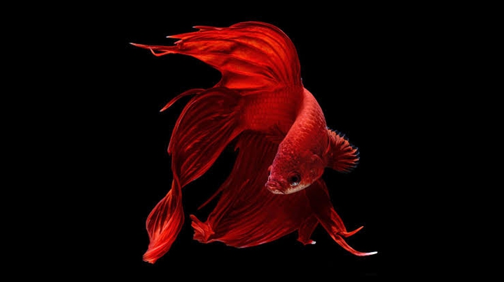 red betta fish