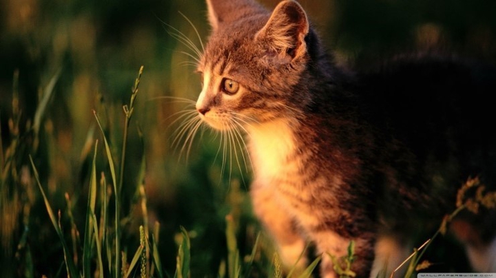 jungle cat