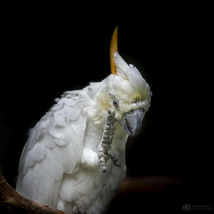 Parrot