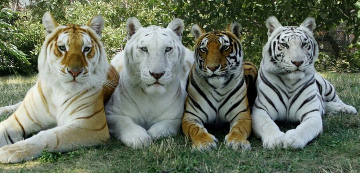 specie di tigre