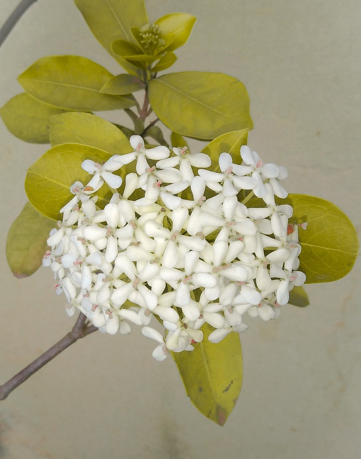 flor comum