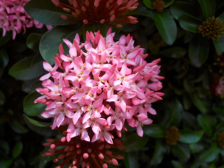 Pink Flower