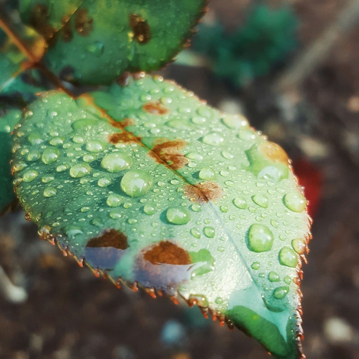 Minty Drops