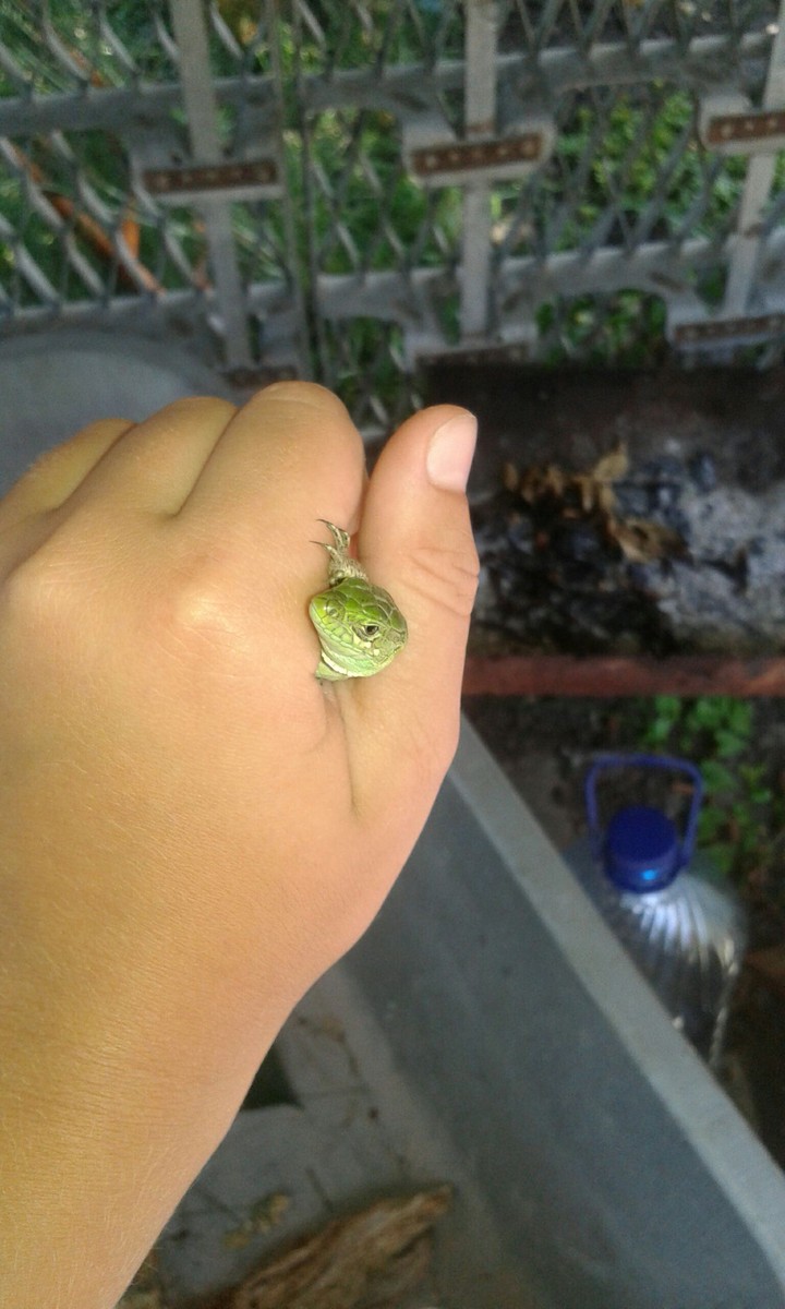 #myPet