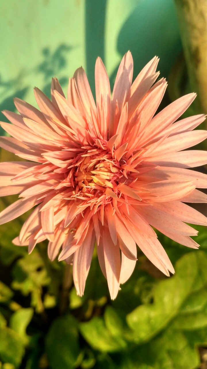 gerbera