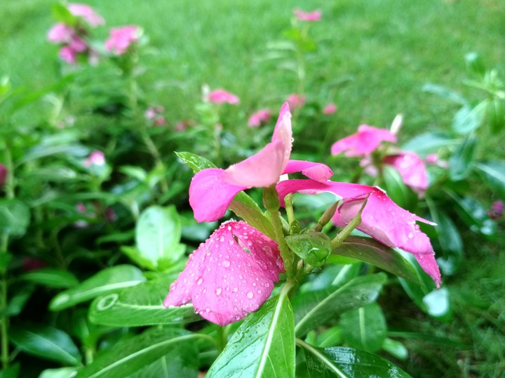 flowers after rain