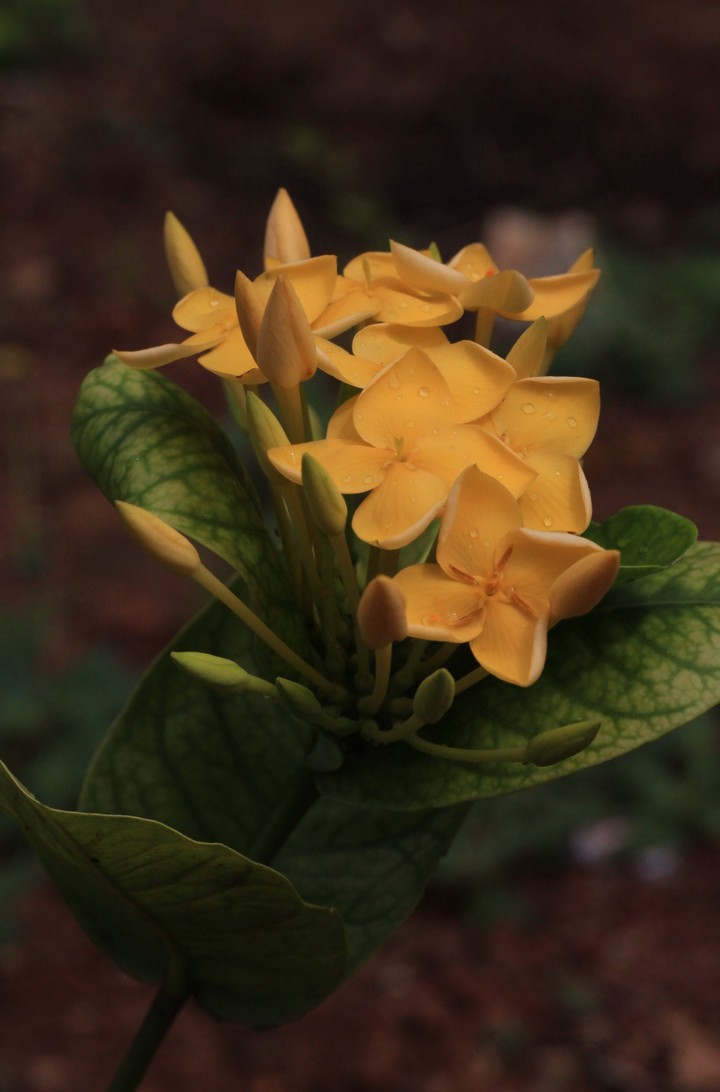 flower