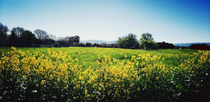 spring