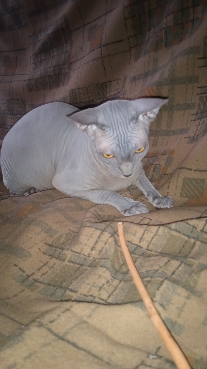 котя