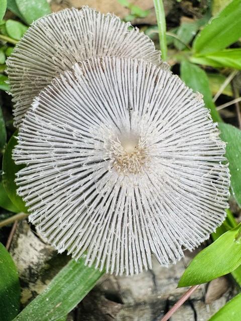 fonds d'écran fungus, petal