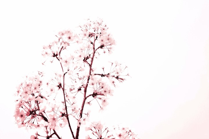 벗꽃엔딩