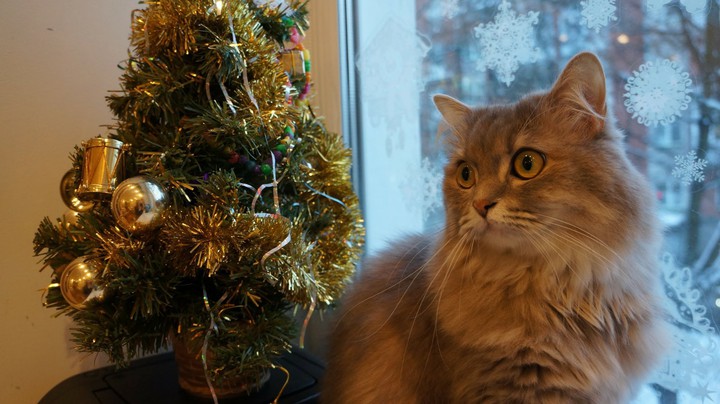 Кошка
