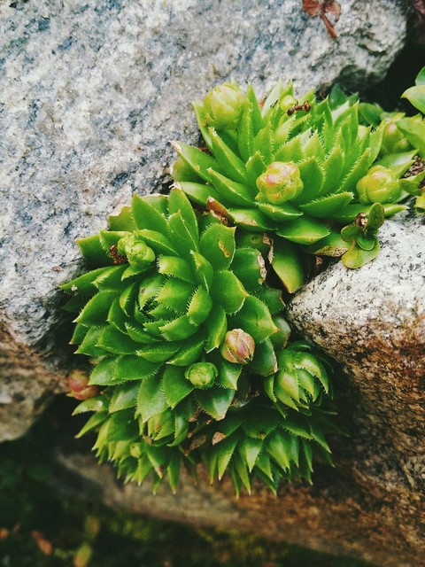 succulent