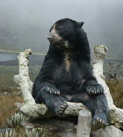 Bear in the paramo - Colombian national park
