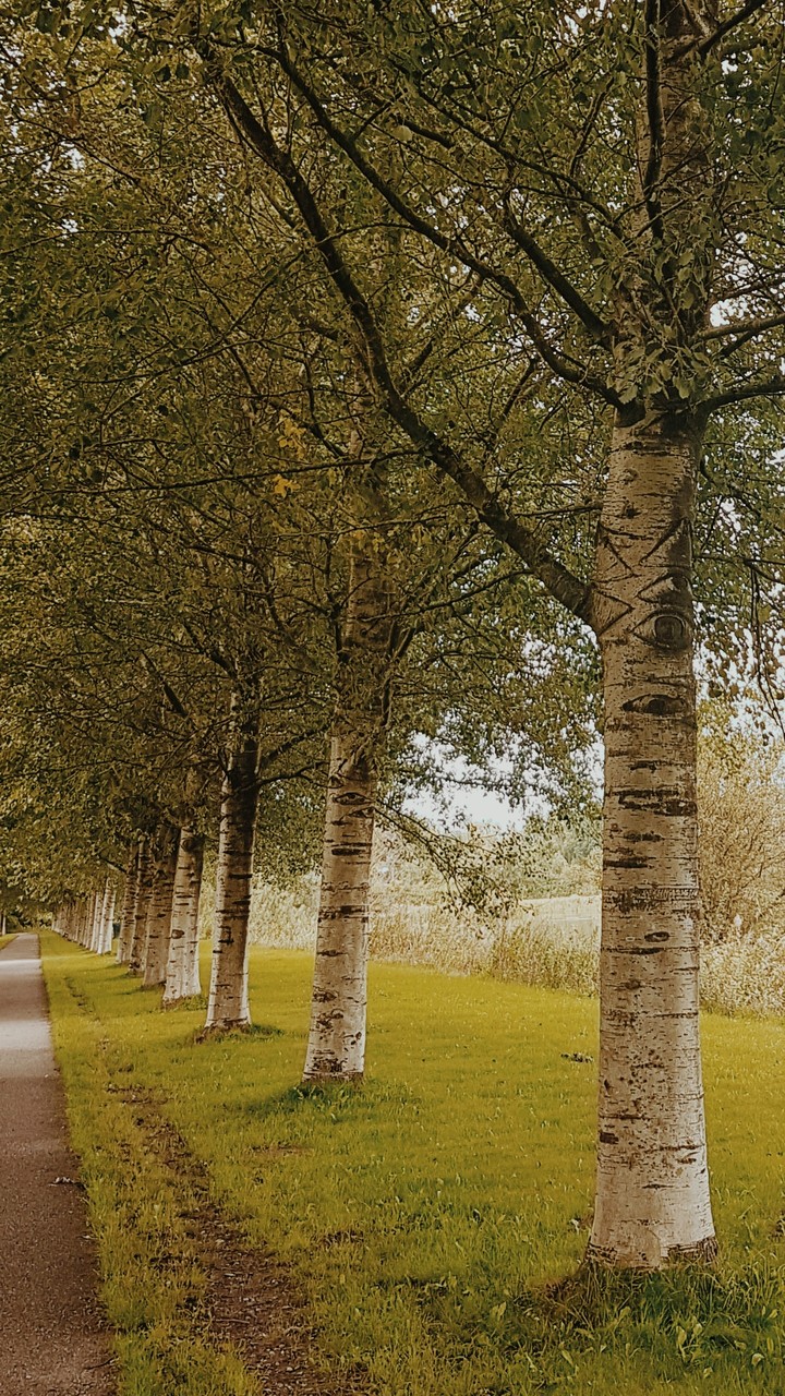 When the trees have eyes - location GroeneWeelde NLD
