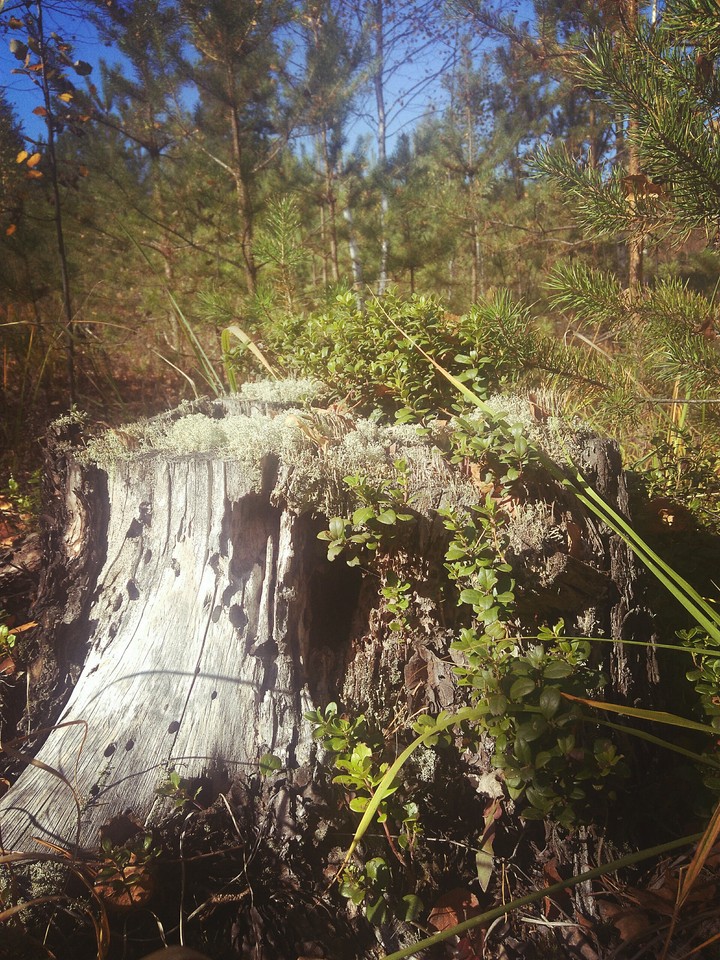 лес