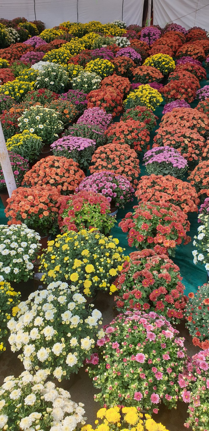 crysanthimum