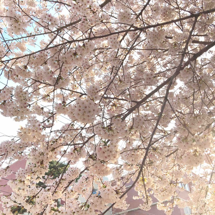 벚꽃
