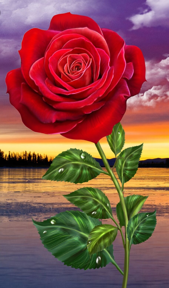 beautiful rose