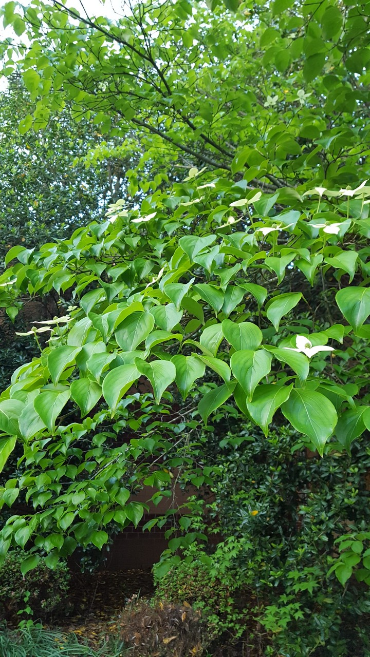 dogwood