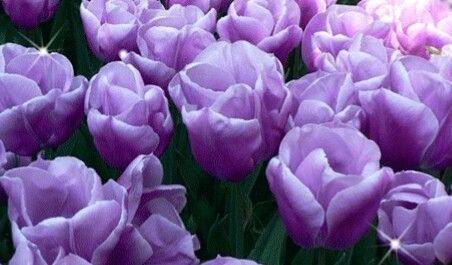 violet flowers