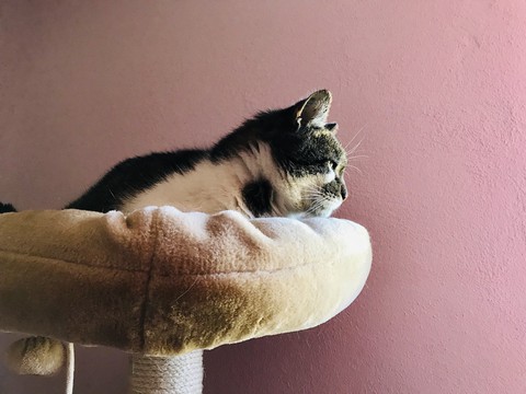 felidae, leg वॉलपेपर