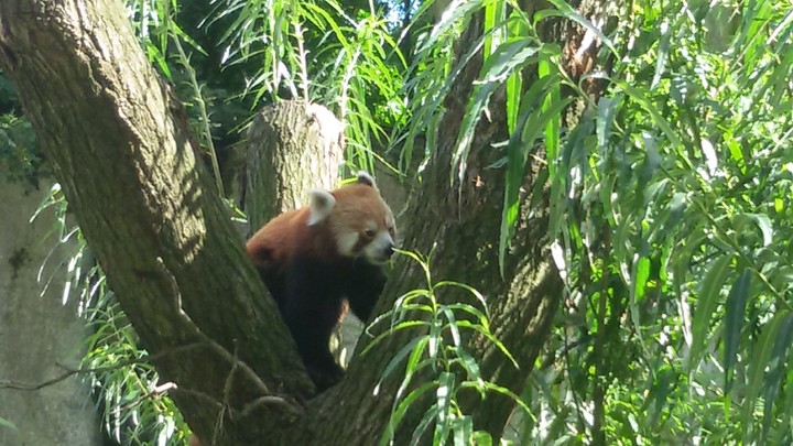 Red panda