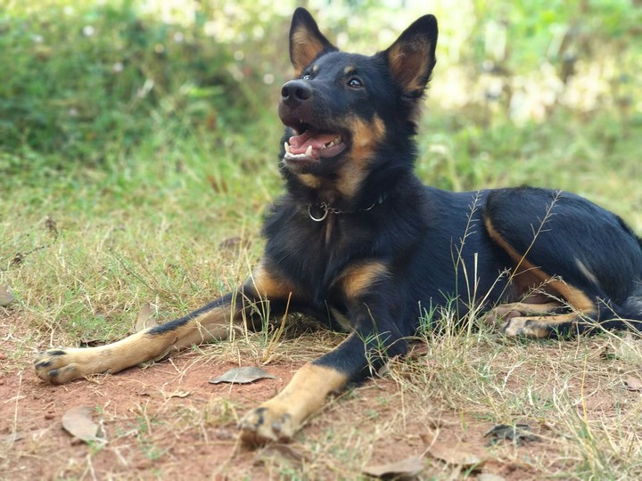 Blacky