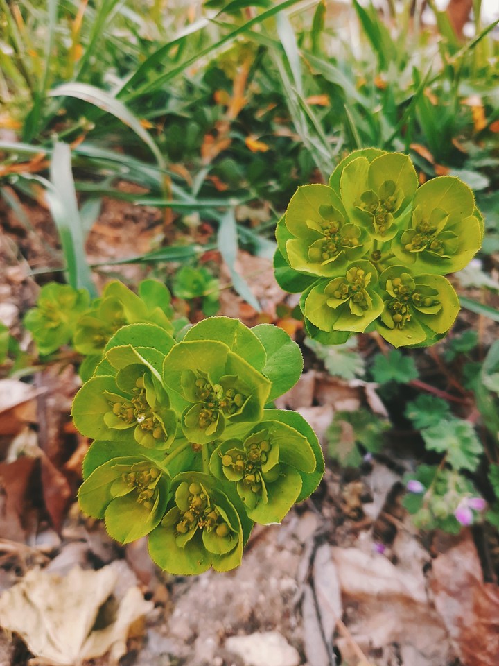 green