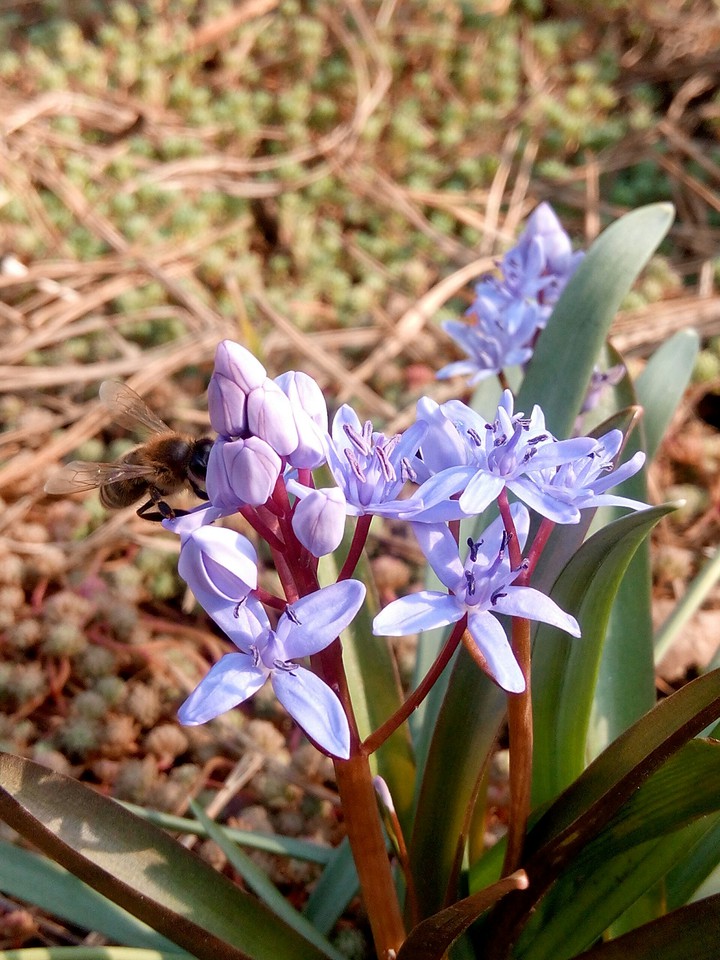 beautiful flowers and bee