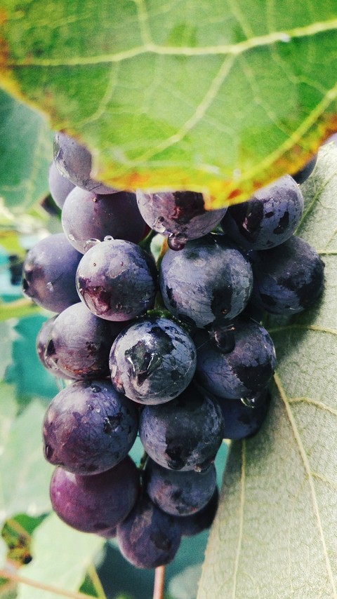 fruits