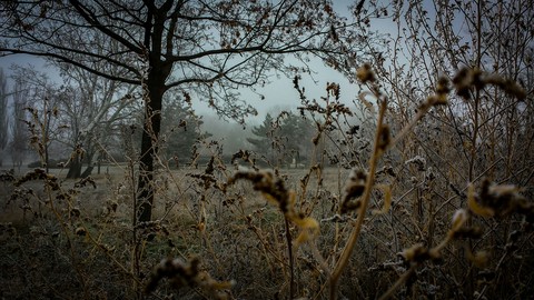 Field