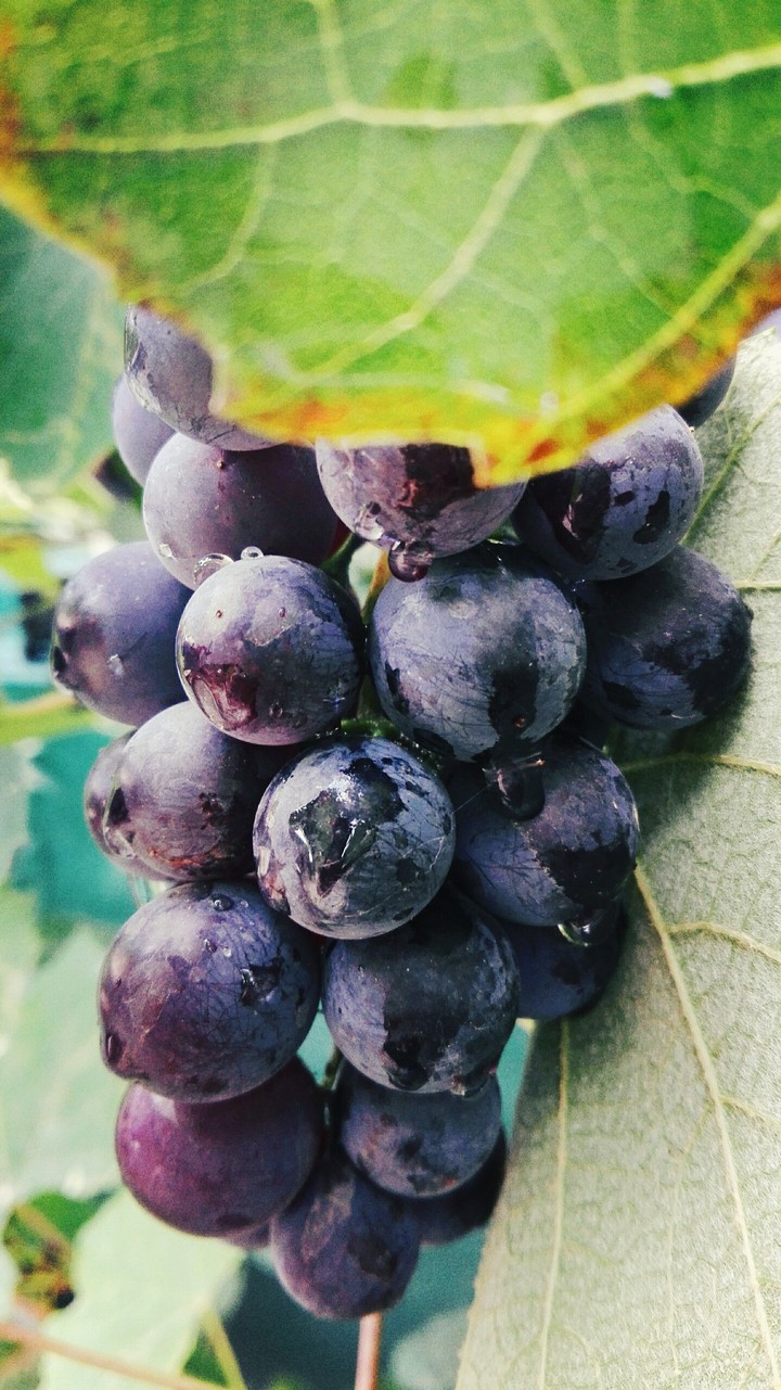 fruits