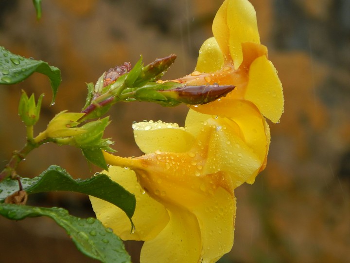 Yellow Flower
