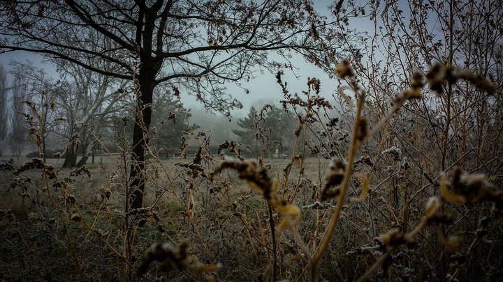 Field
