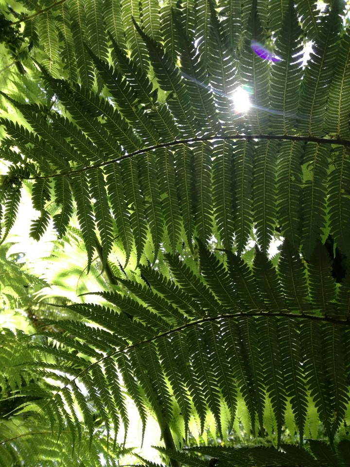 Sunlight through the ferns