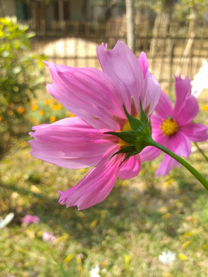 কসমস