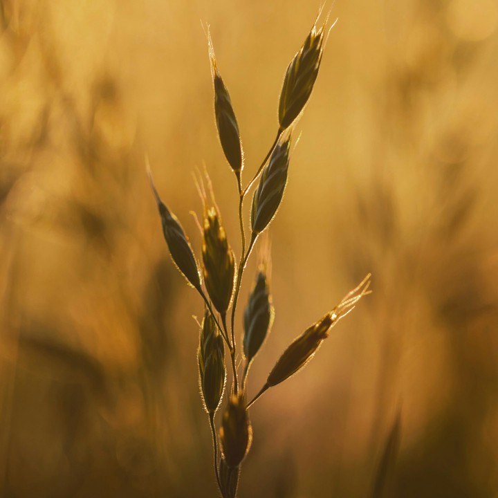 crop.!