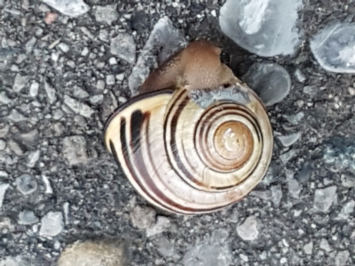 Snail on Gravel