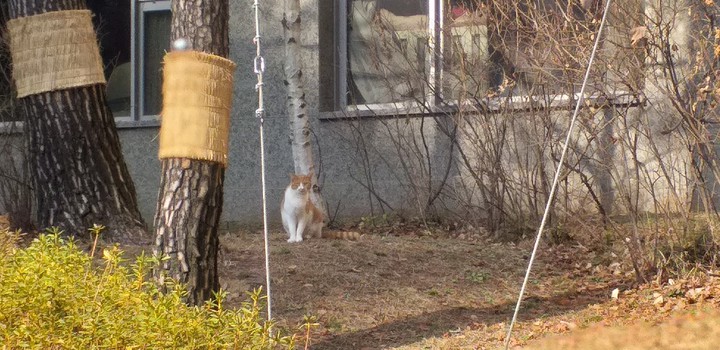 cat