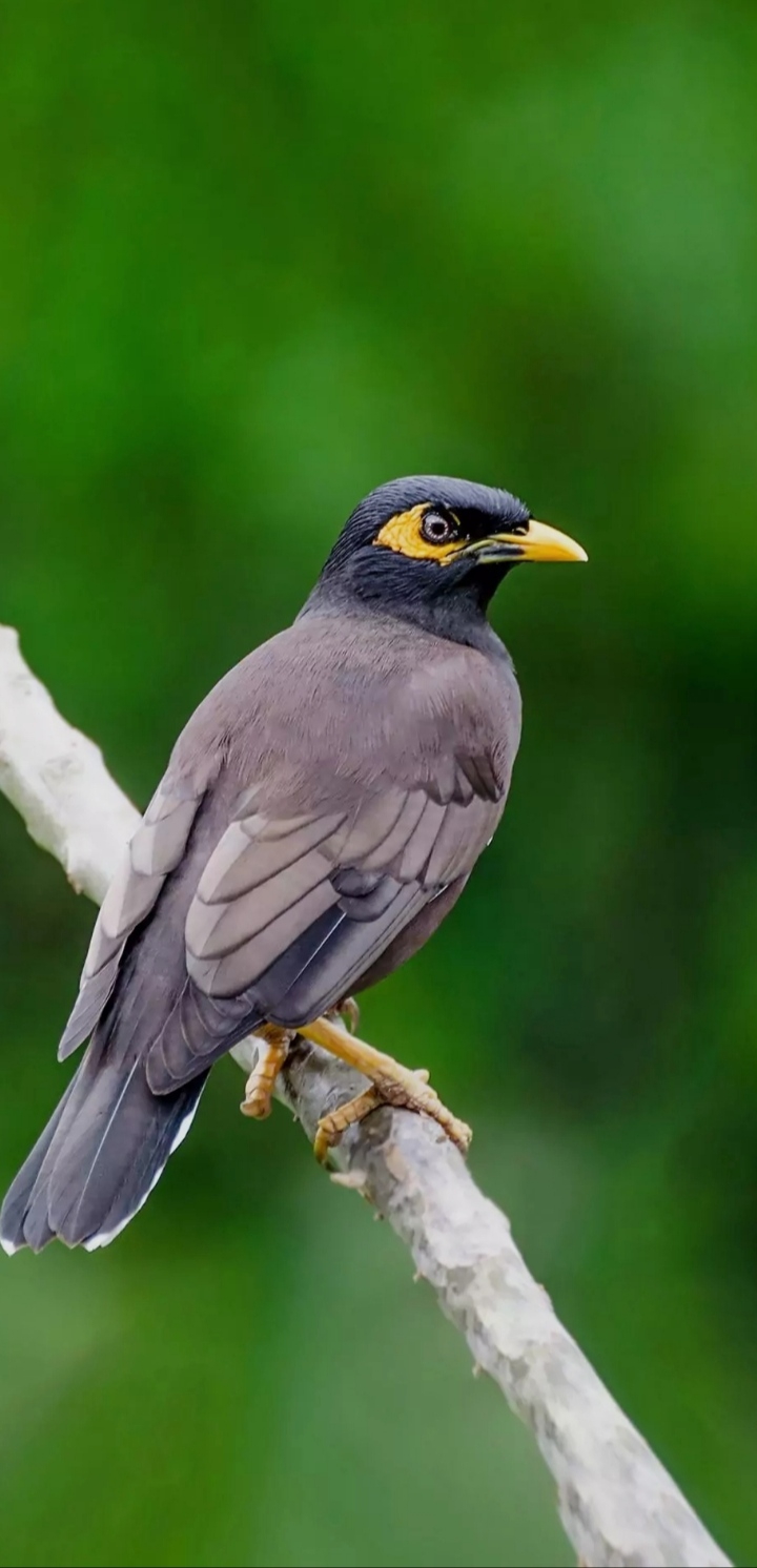 bird