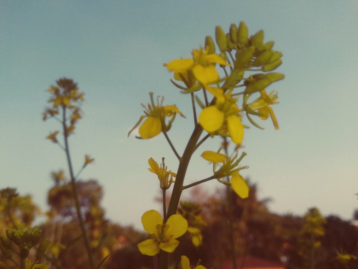 Flowers