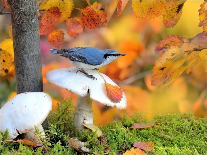 #bird